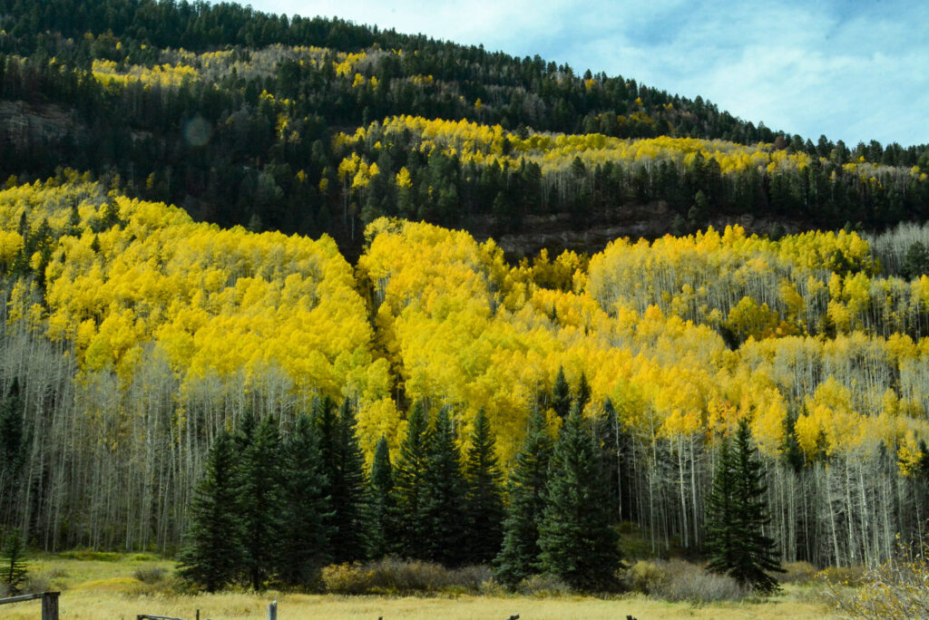 Espenlaub-Herbst-Rocky-Mountains-Colorado_Foto-Ralf-Johnen Herbstlaub in den Rocky Mountains