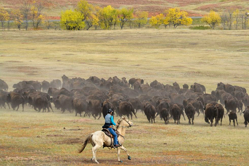 Reiterin-treibt-Bueffelherde-Buffalo-Roundup-South-Dakota_Foto-Ralf-Johnen Reiter fängt Büffel mit Lasso beim Buffalo Roundup in South Dakota