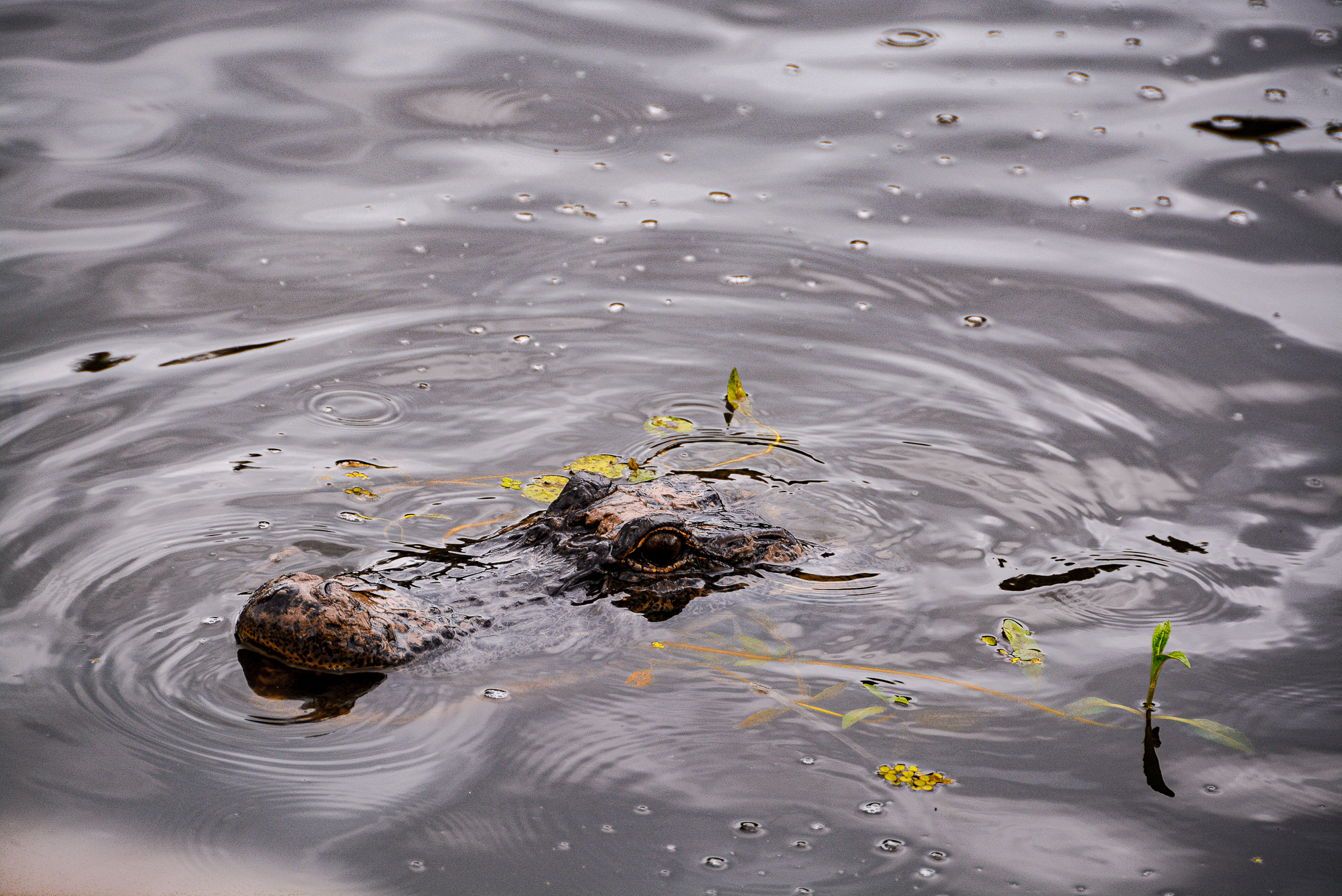 Kopf eines Alligators schaut aus dem Wasser hervor in den Bayous von Louisiana