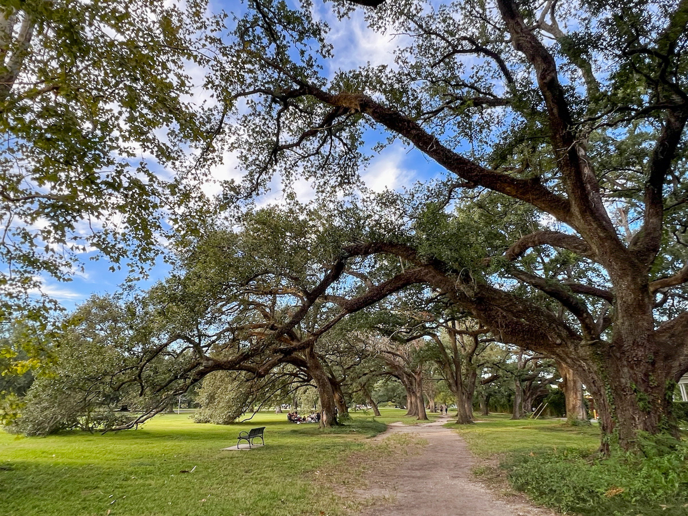 amerikanische-eichen-new-orleans_foto-ralf-johnen