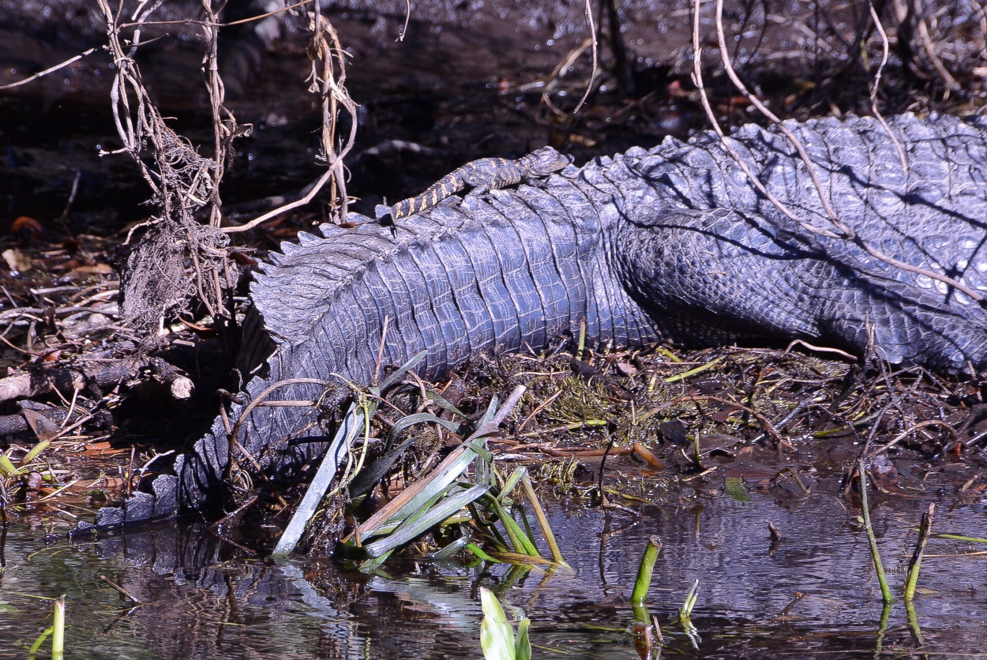 Baby-Alligator auf dem Rücken der Mutter in Wakulla Springs 