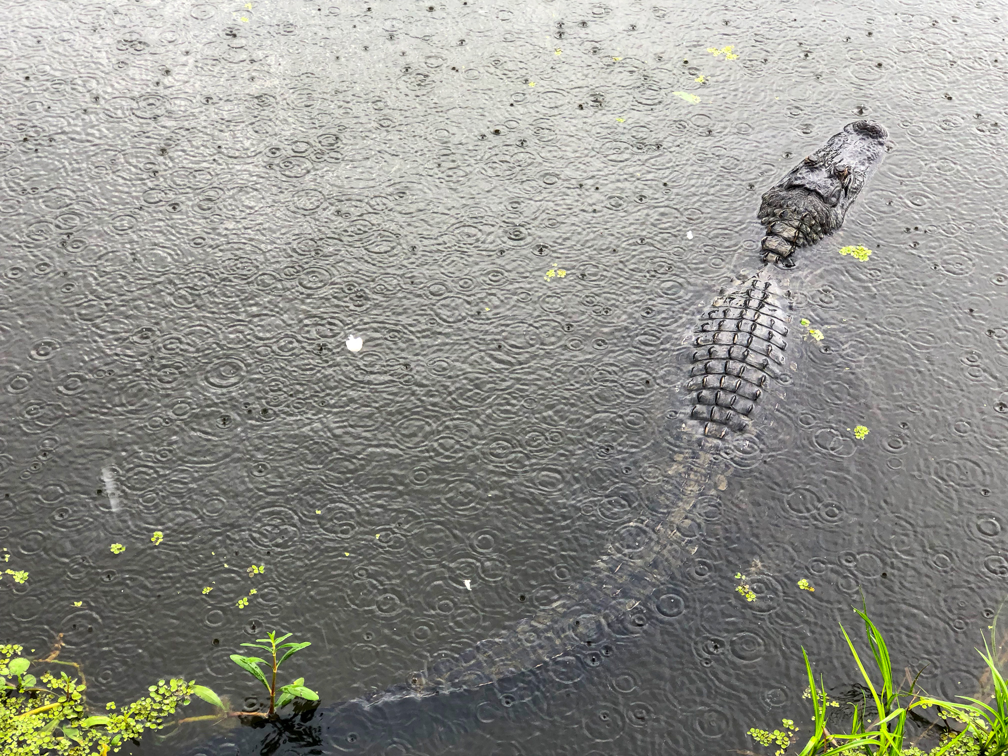 Alligator im Regen 