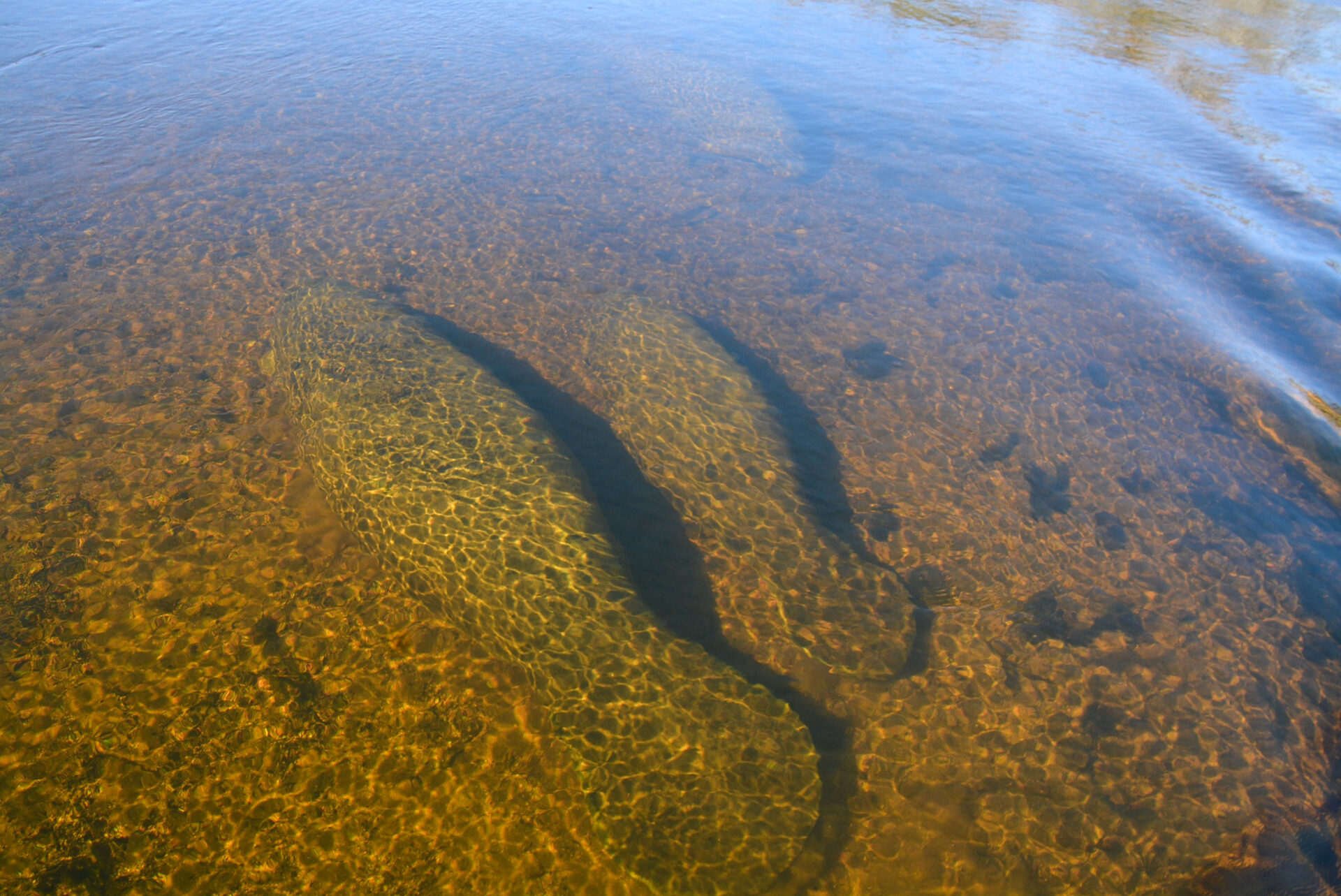 Manatees an der Wasseroberfläche im State Wakulla Springs in Florida