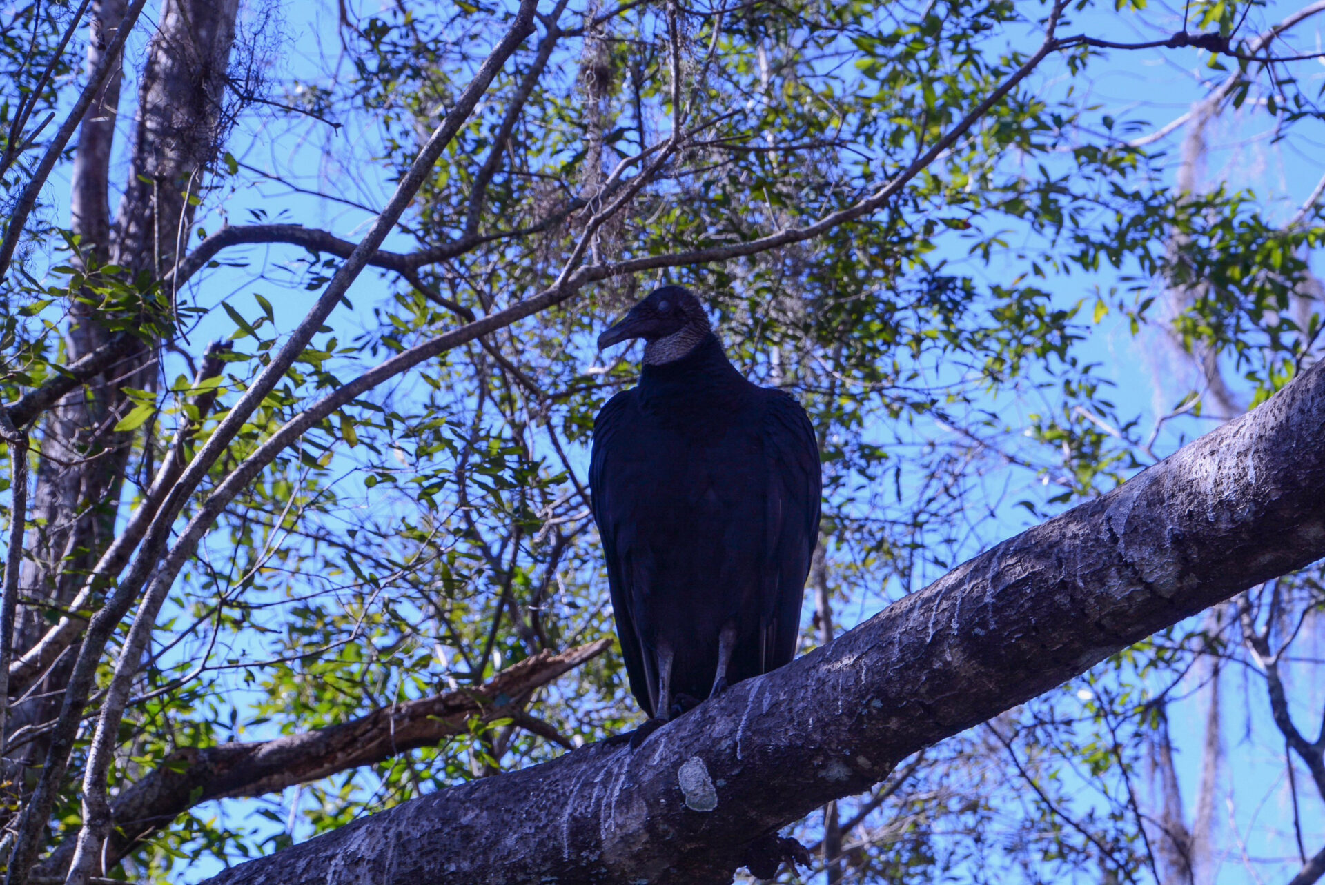 Geier auf einem Baum im Wakulla Springs State Park 