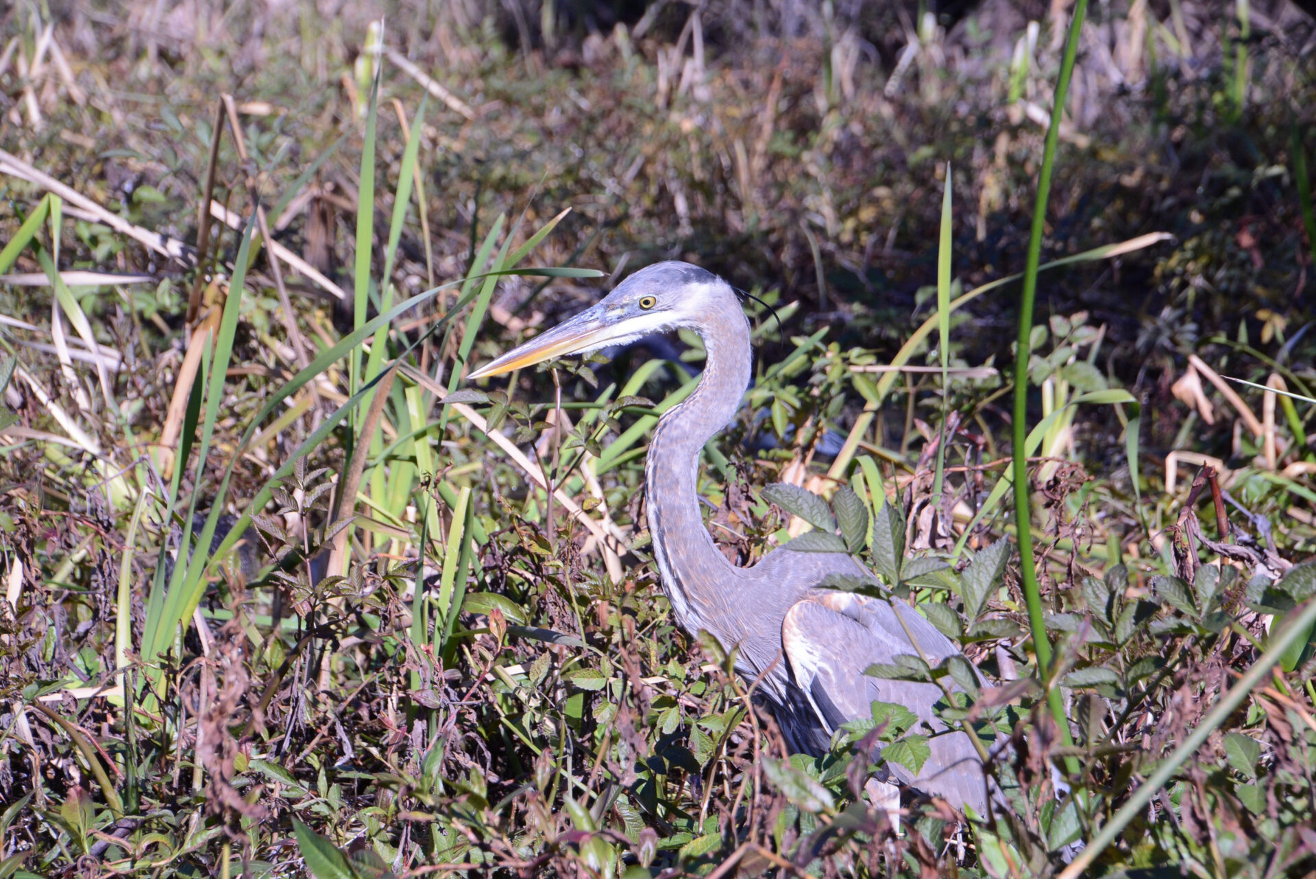 Graureiher auf der Suche nach Beute in Floridas Everglades 