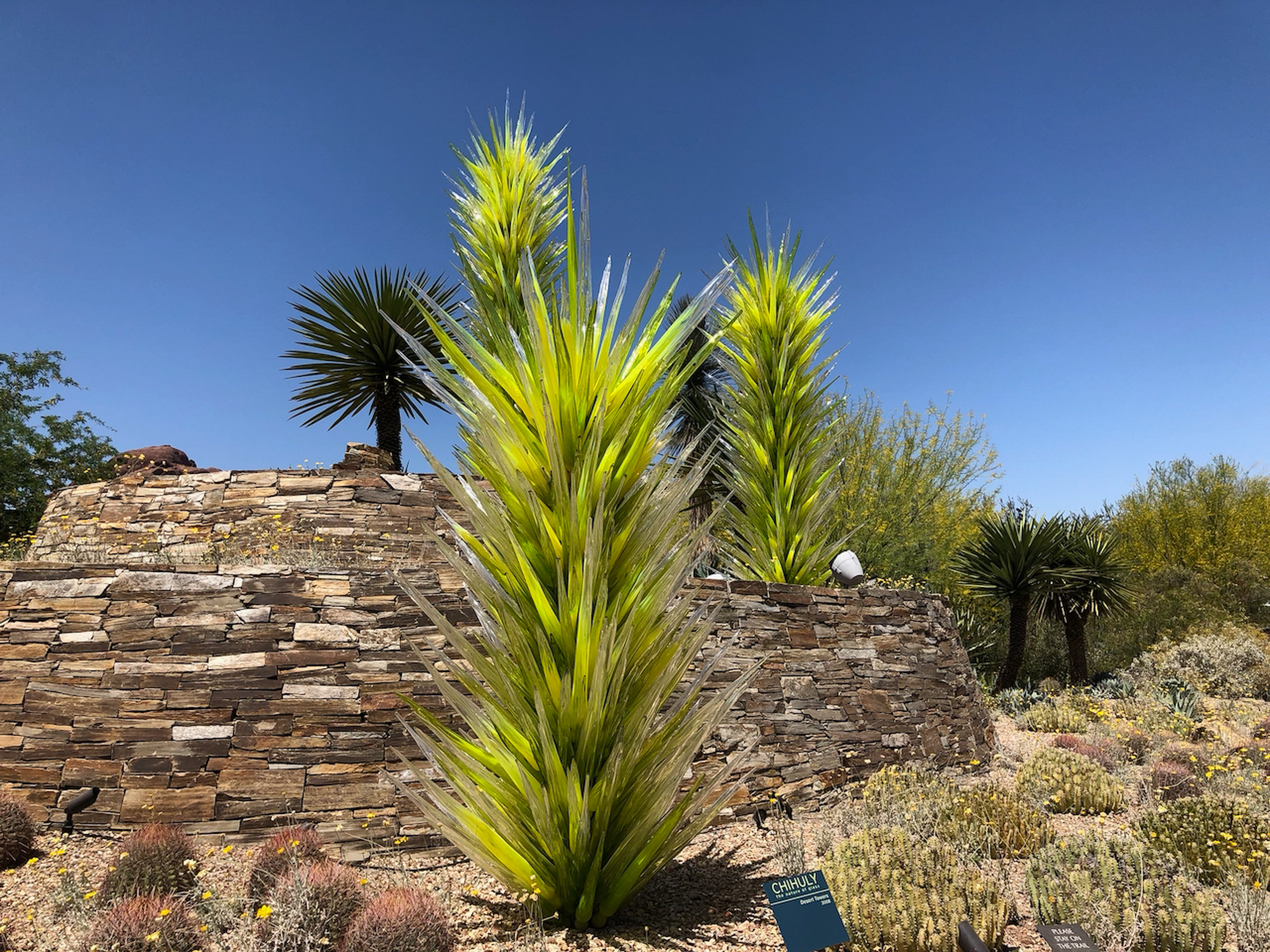 kakteen-glaskakteen-scottsdale-phoenix_foto-ralf-johnen