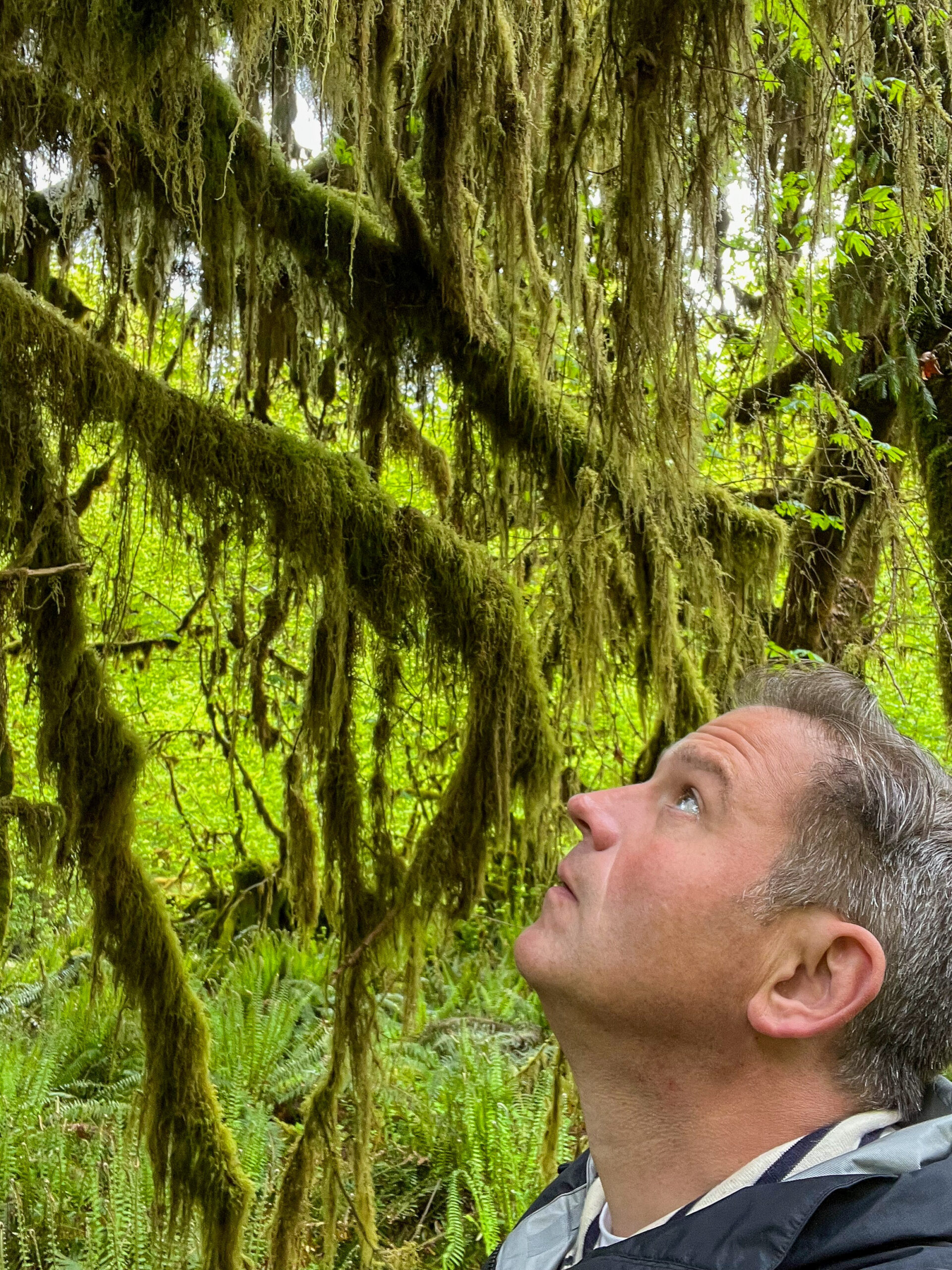 Mann begutachtet eine Chlorophyllexplosion im Hoh Rain Forest