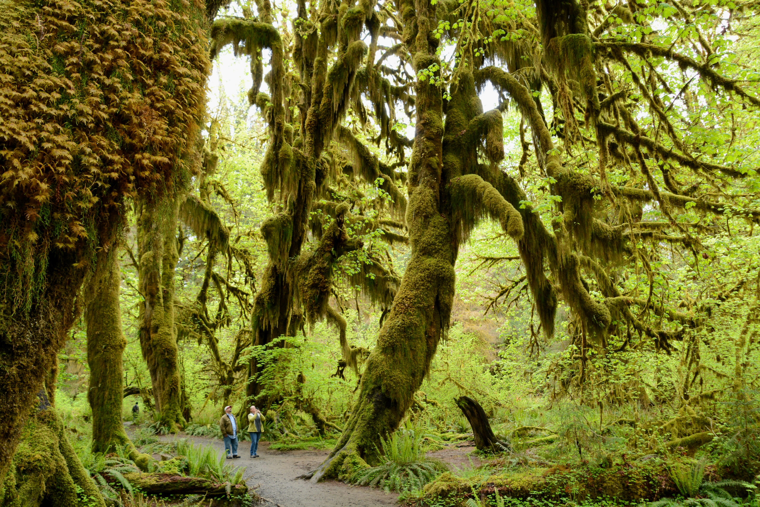 Mit Moos überwachsene Bäume im Hoh Rain Forest Washington State