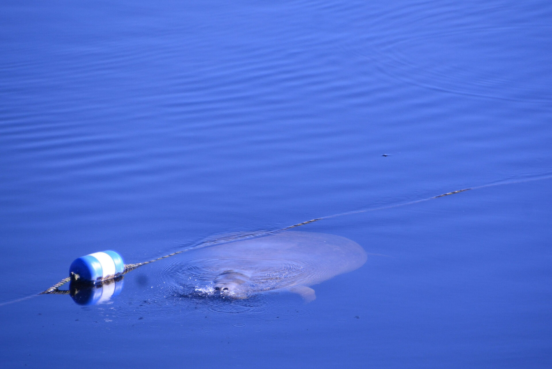 Manatee schnuppert Luft an der Wasseroberfläche