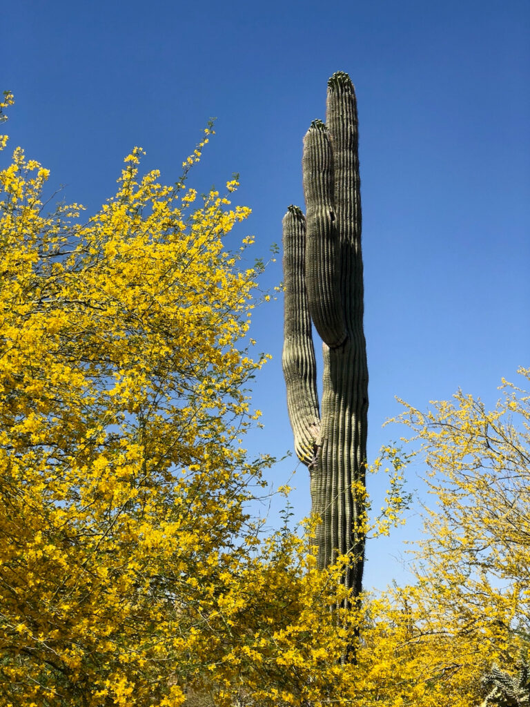 saguaro-kaktus-scottsdale-phoenix_foto-ralf-johnen