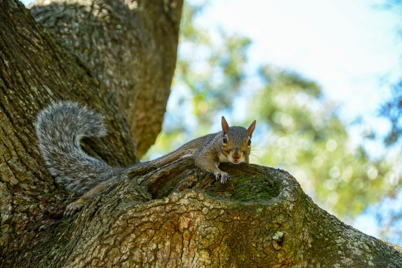 Eichhörnchen auf dem Zweig einer American Live Oak in Alabama 