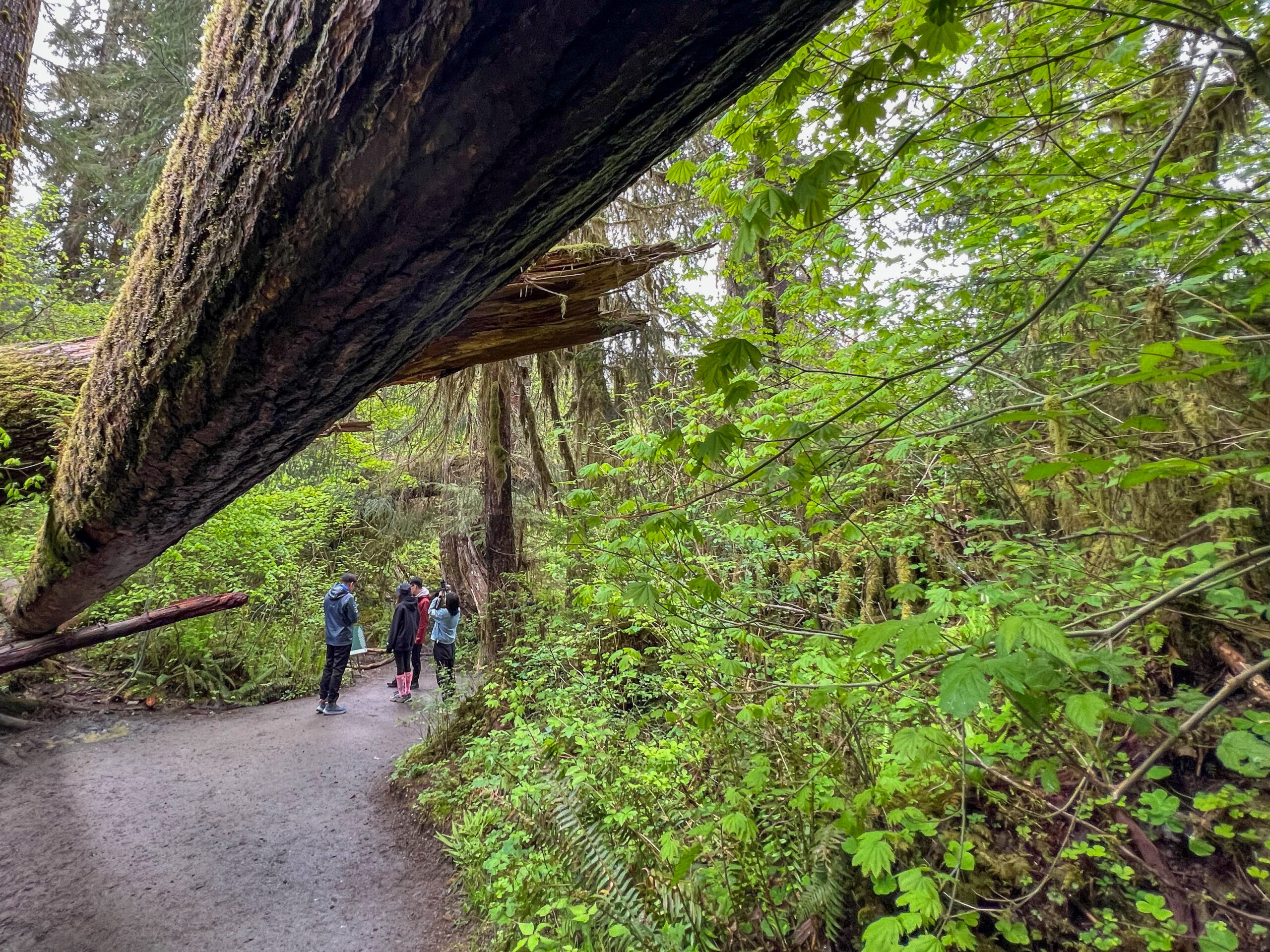 Umgekippter Baum mit Menschengruppe im Hoh Rain Forest