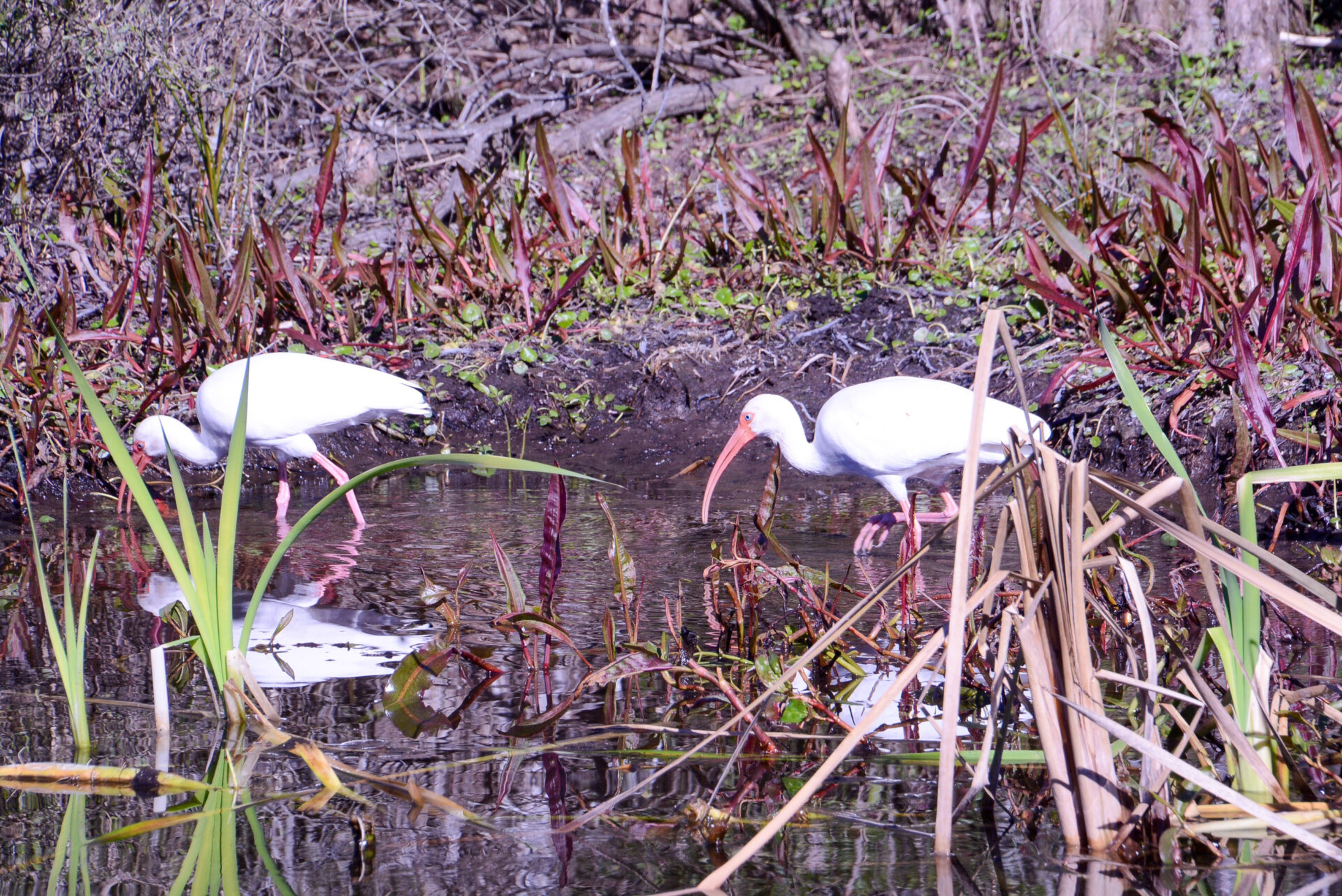 Zwei weiße Ibisse stapfen in den Everglades umher 