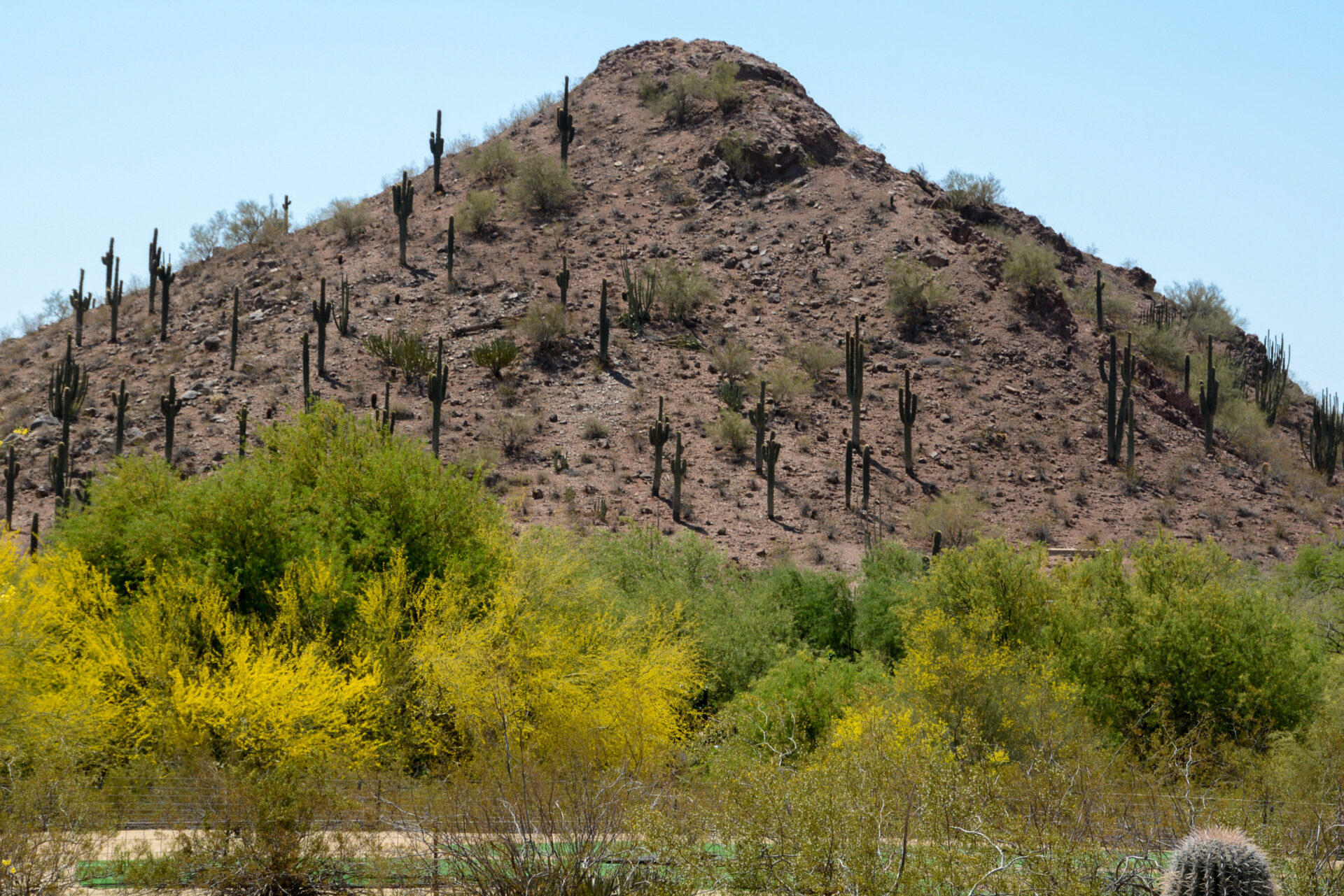 Kakteen und Wüstenvegeration in Scottsdale 
