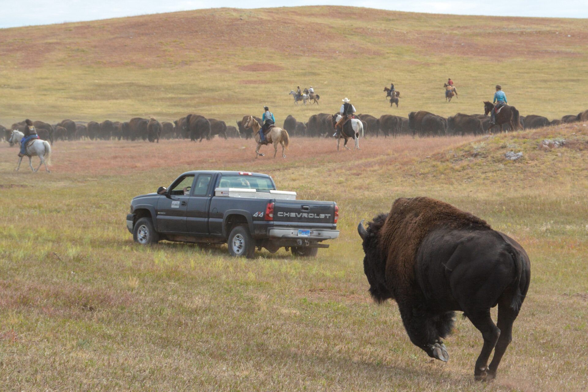 Beim Buffalo Roundup in South Dakota werden die Tiere zusammengetrieben, um ihre Gesundheit zu prüfen und sie zu impfen