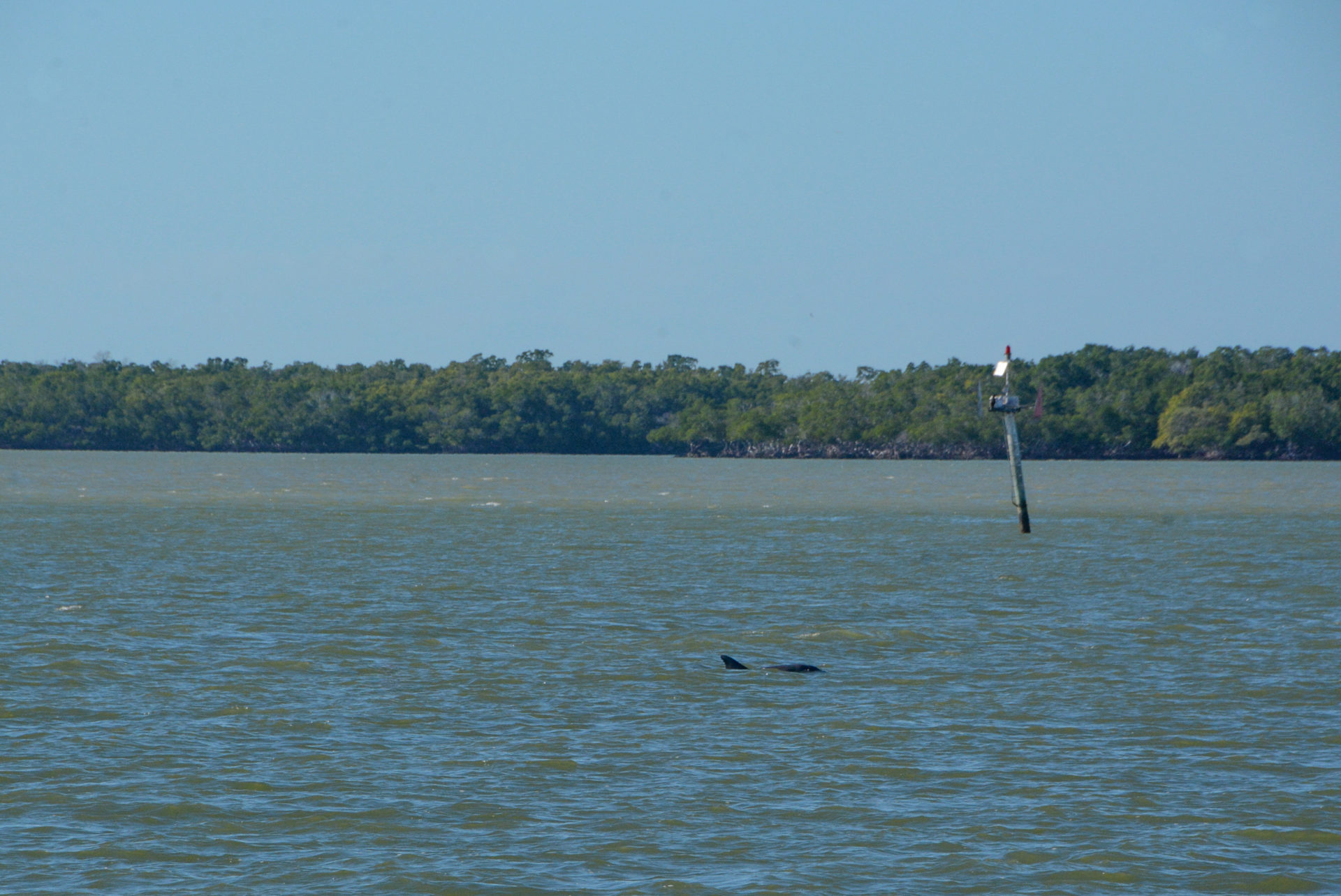 Delfin und Fischadler bei Bootstour durch die Ten Thousand Islands 