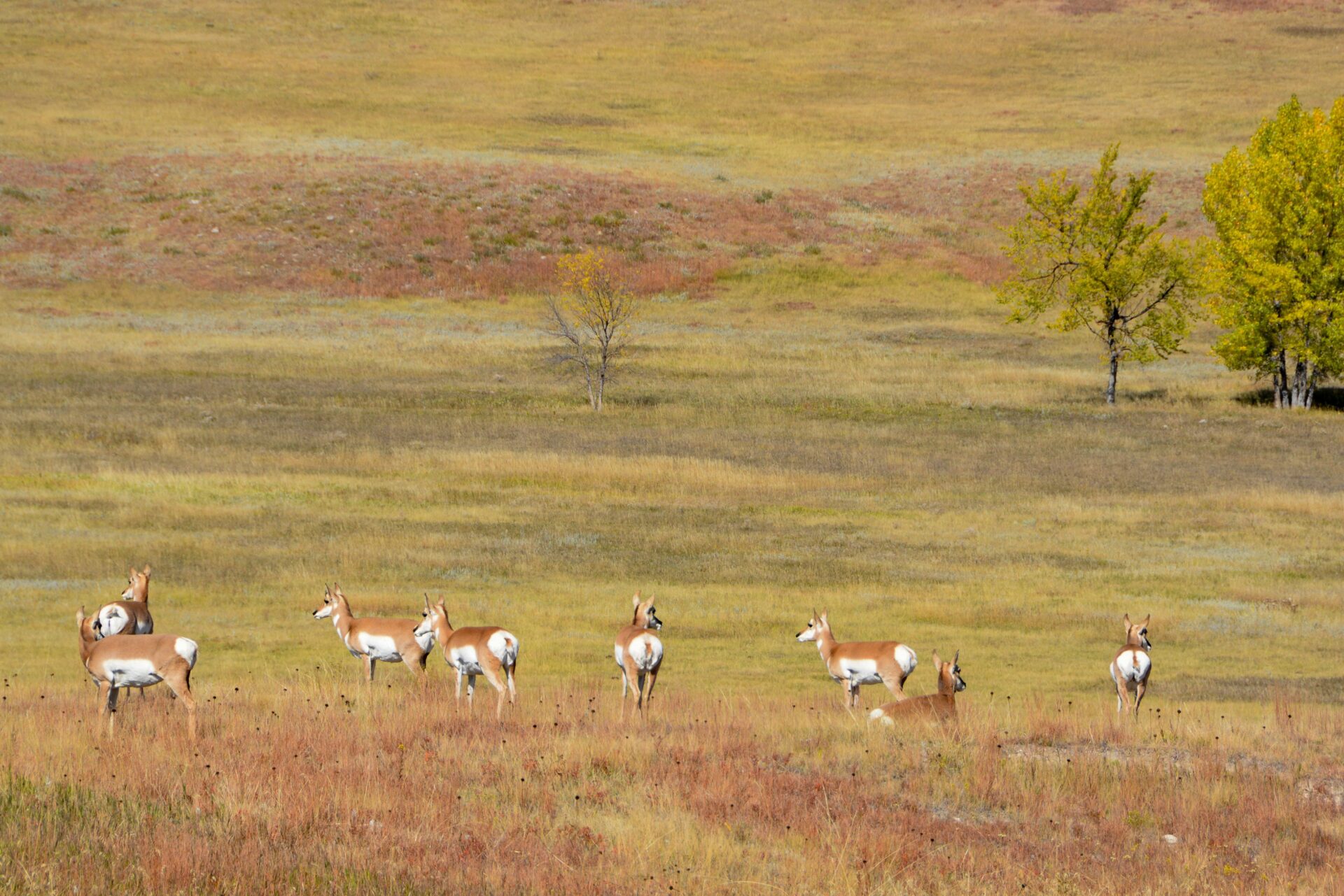 Gabelhornantilopen in South Dakota 