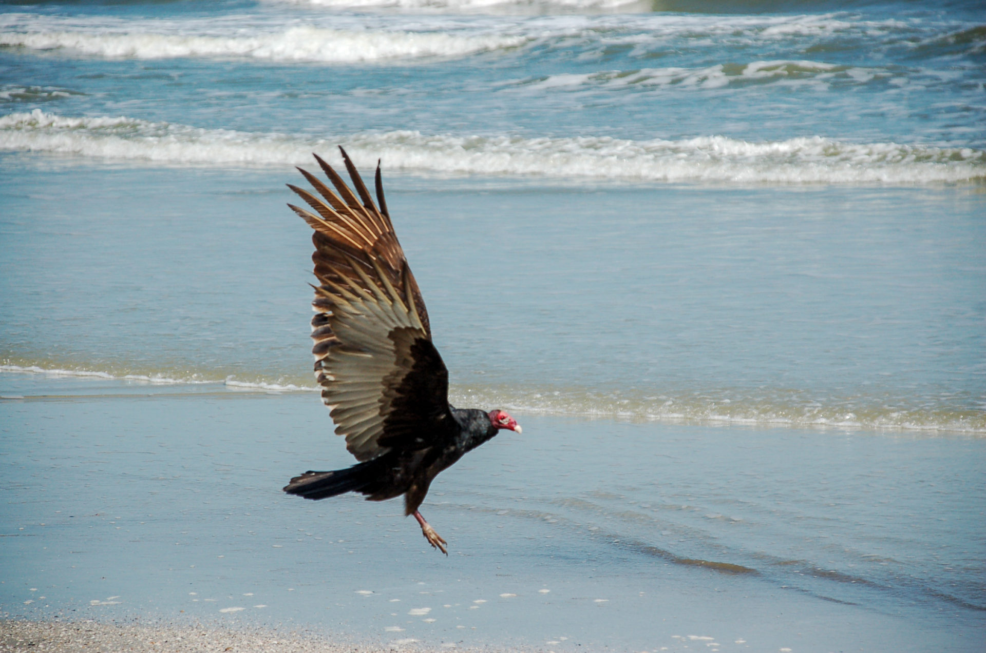 Geier im Anflug auf den Atlantikstrand einer Insel in Georgia 