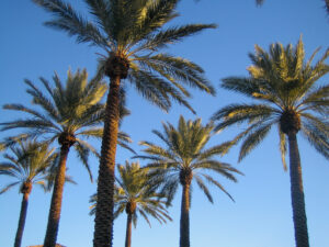 Palmen in Scottsdale vor blauem Himmel
