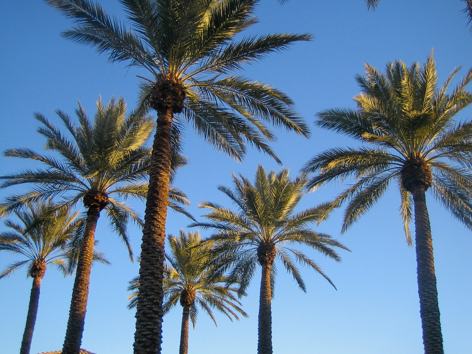 Palmen in Scottsdale vor blauem Himmel 