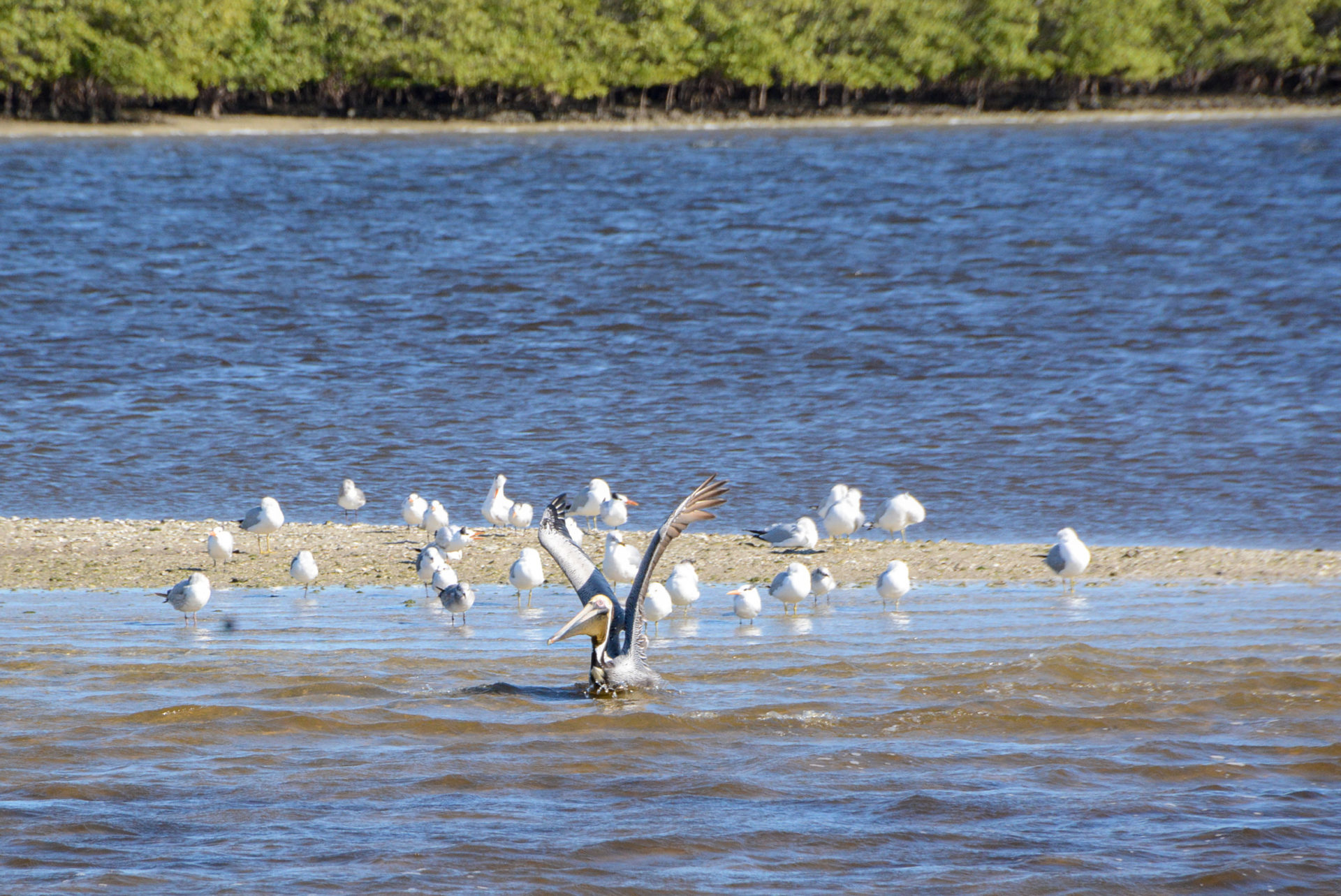Pelikane auf einer Mangroveninseln in den Ten Thousand Islands in Florida 