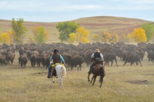 Reiter treiben eine Büffelherde durch South Dakota beim Buffalo Roundup