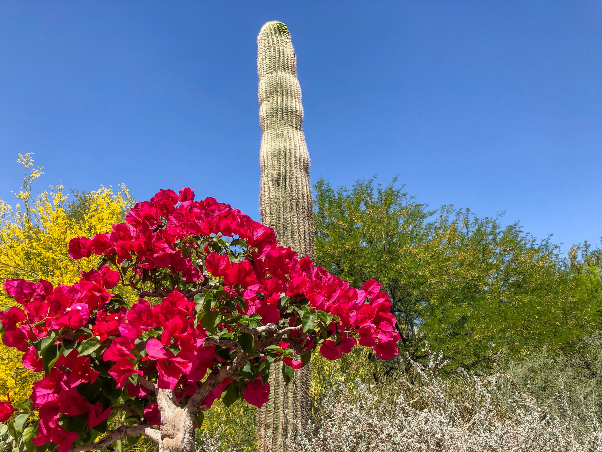 Saguaro-Kaktus mit Wüstenblumen in Scottsdale 