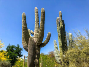 Saguaros im Botanischen Garten von Scottsdale in Arizona