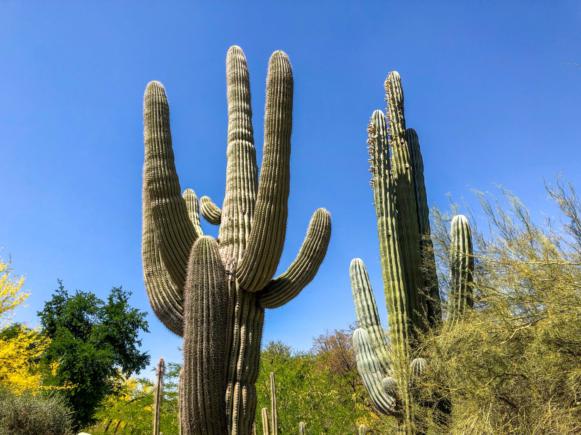 Der Anblick der Saguaros im Botanischen Garten gehört zu den Highlights von Scottsdale 