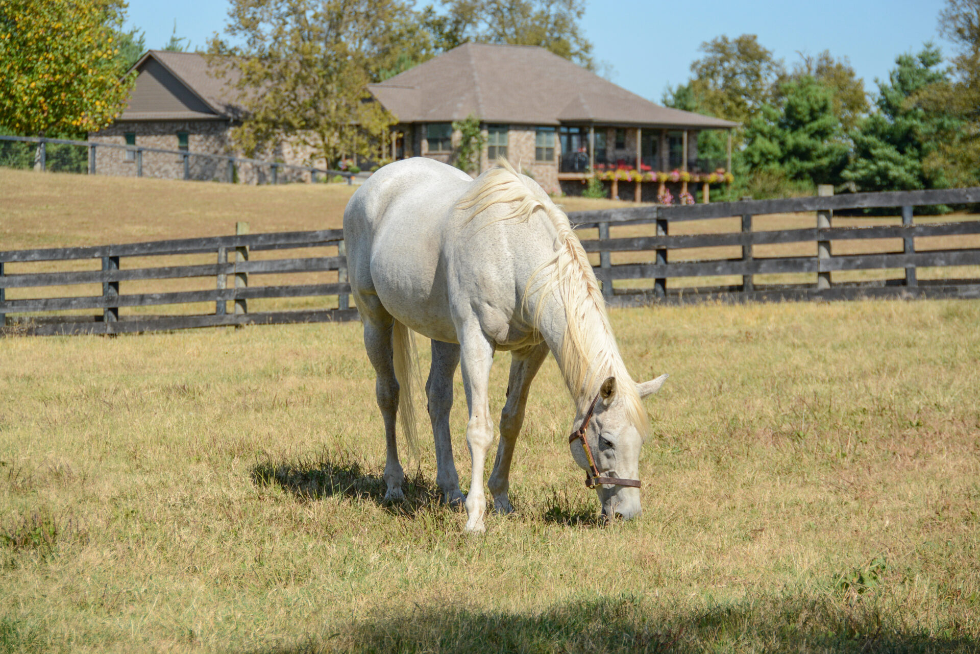Silver-Charm1-Kentucky_Foto-ralf-johnen Der Schimmel Silver Charm, Held des Kentucky Derby, nun im Altersheim für Rennpferde
