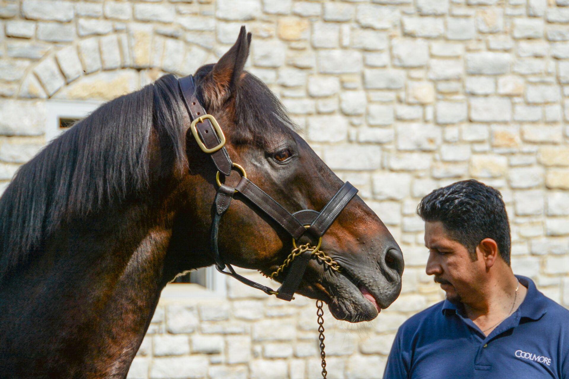 Thoroughbred-Zucht-Kentucky_Foto-ralf-johnen Mann und Pferd in einer Thoroughbred-Zucht in Kentucky