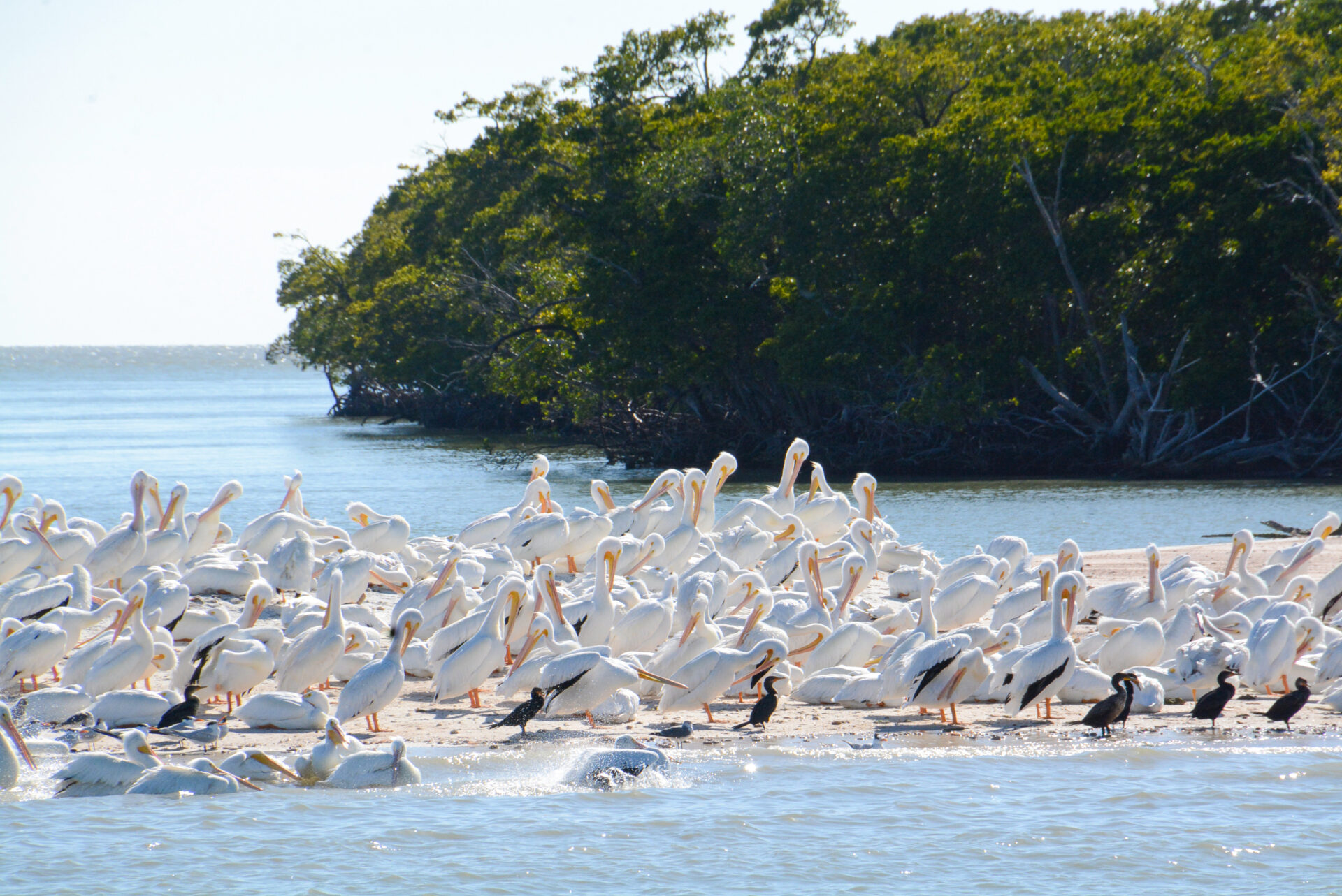 Kolonie weißer Pelikane in den Ten Thousand Islands in Südflorida