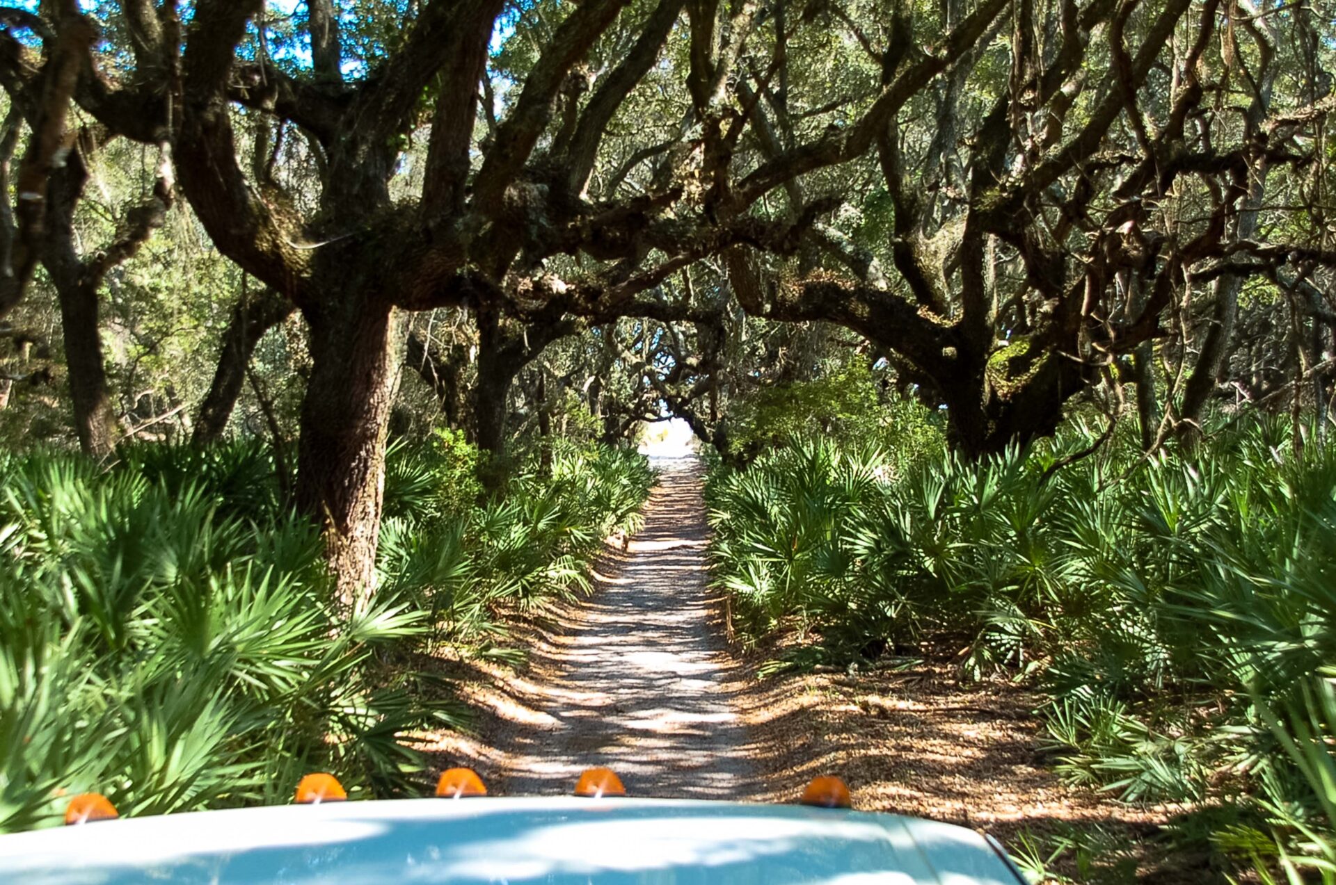 Allee aus Virginia-Eichen auf Cumberland Island 