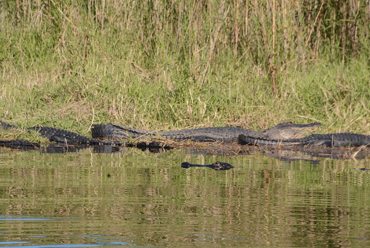Alligatoren in den Everglades von Florida 