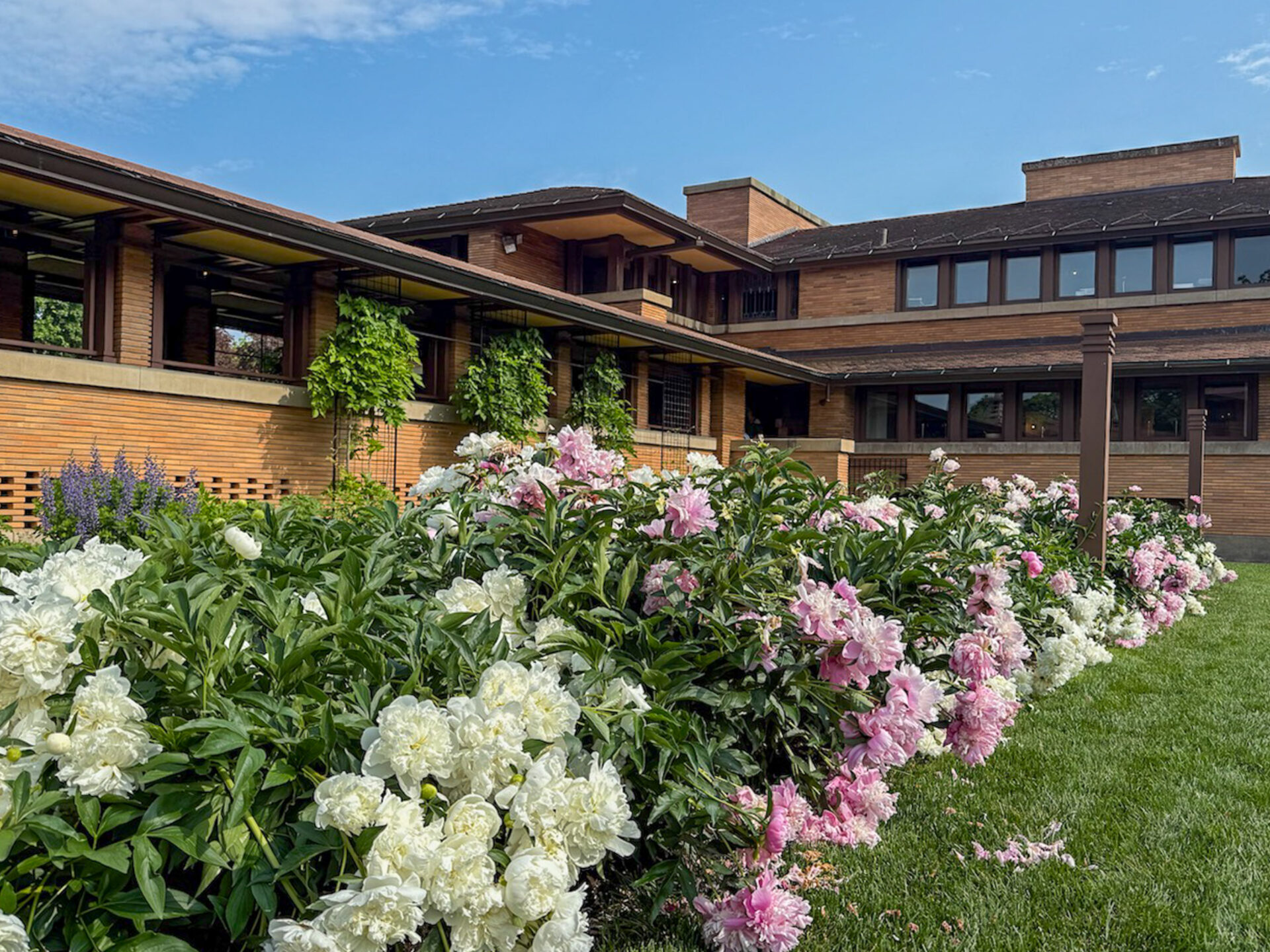 Pfingsrosen vor Frank Lloyd Wrights Darwin D. Martin House in Buffalo, New York 