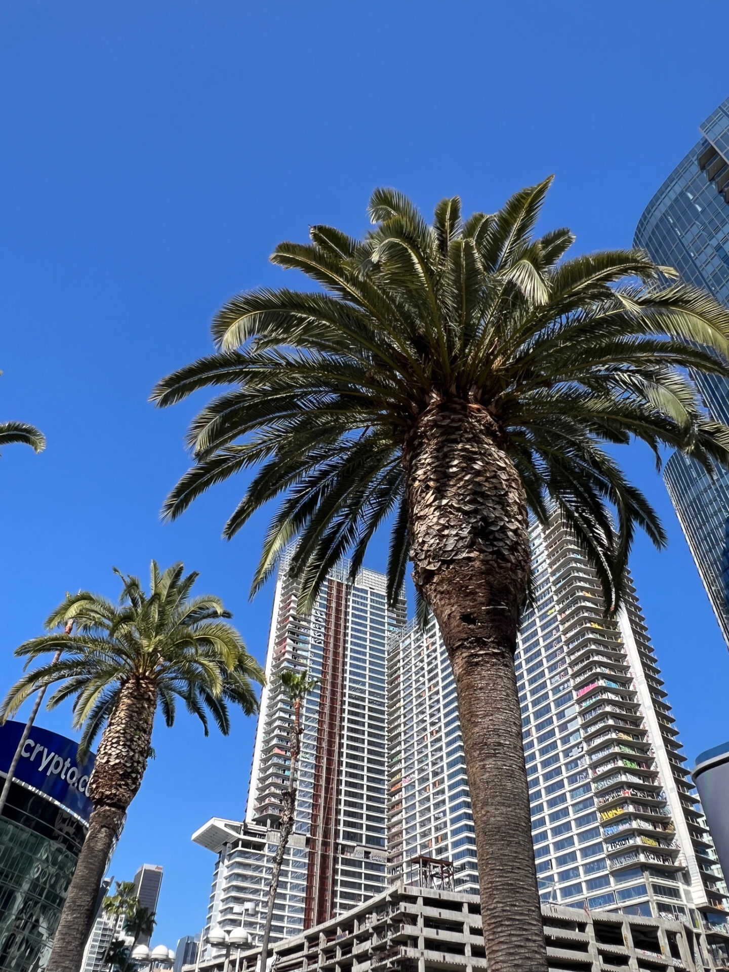 Palmen und Hochhäuser in Downtown Los Angeles 