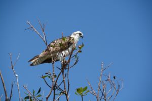 Ein Fischadler oder auf Englisch Osprey in einem Baumwipfel in den Everglades