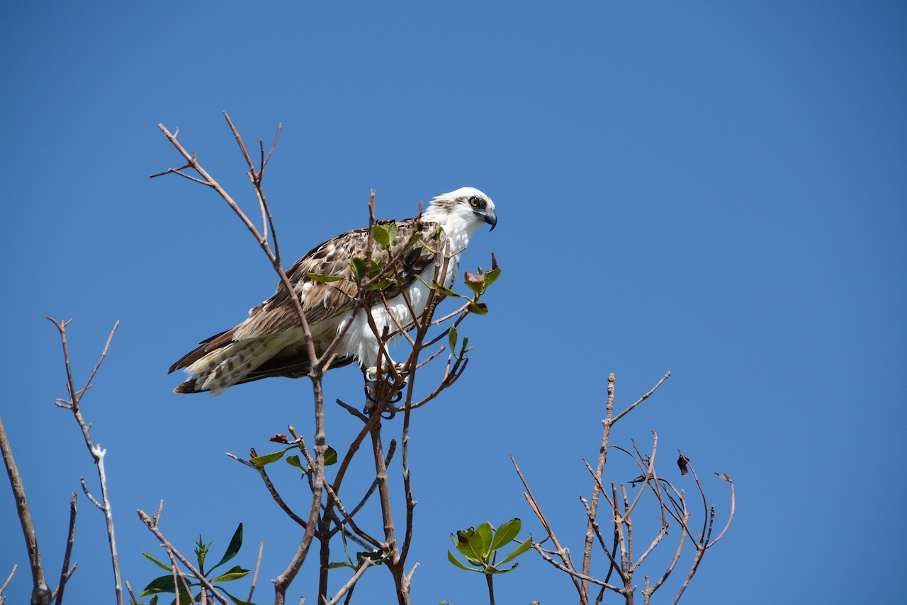 Ein Fischadler oder auf Englisch Osprey in einem Baumwipfel in den Everglades 