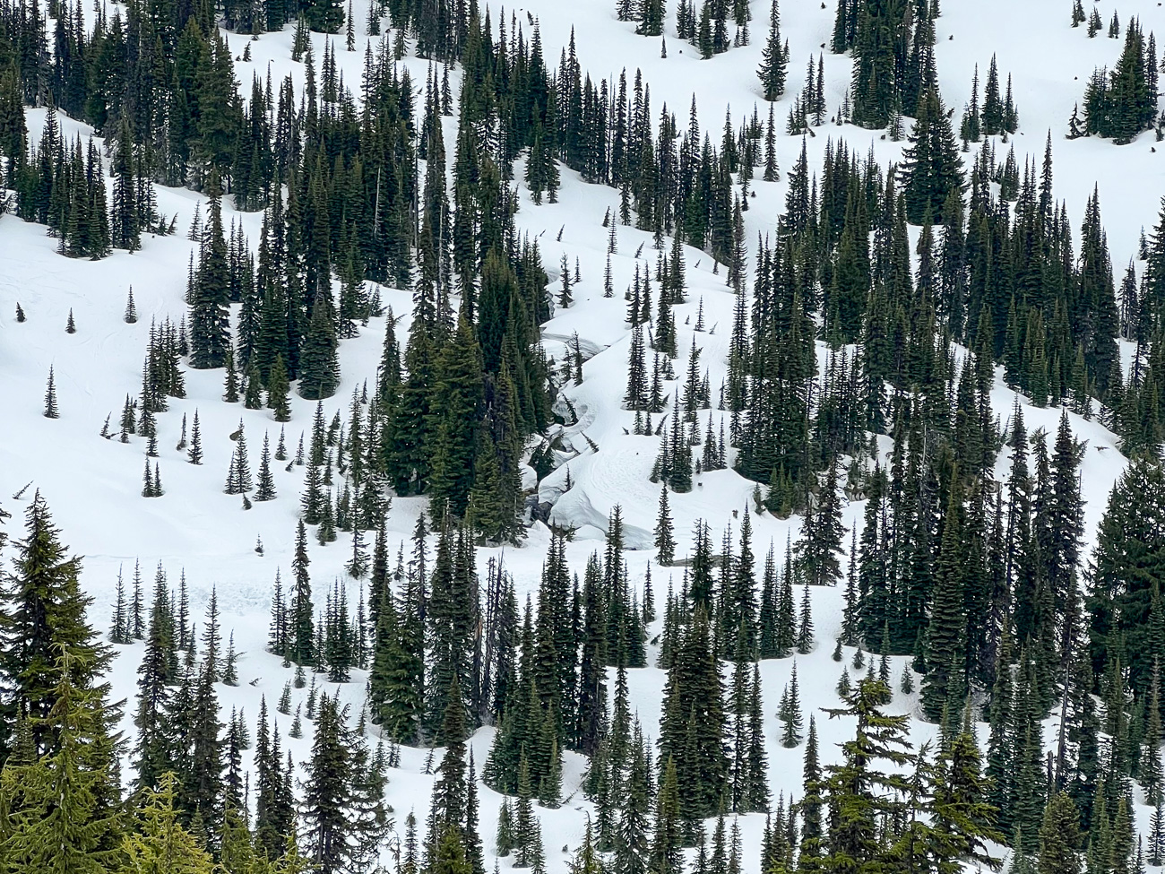 koniferen-im-schnee-mount-rainier-nationalpark_foto-ralf-johnen Spitze Nadelbäume im Schnee in Washington State