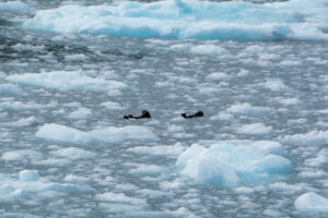 Otter schwimmen auf dem Rücken zwischen Eisbergen in Alaska