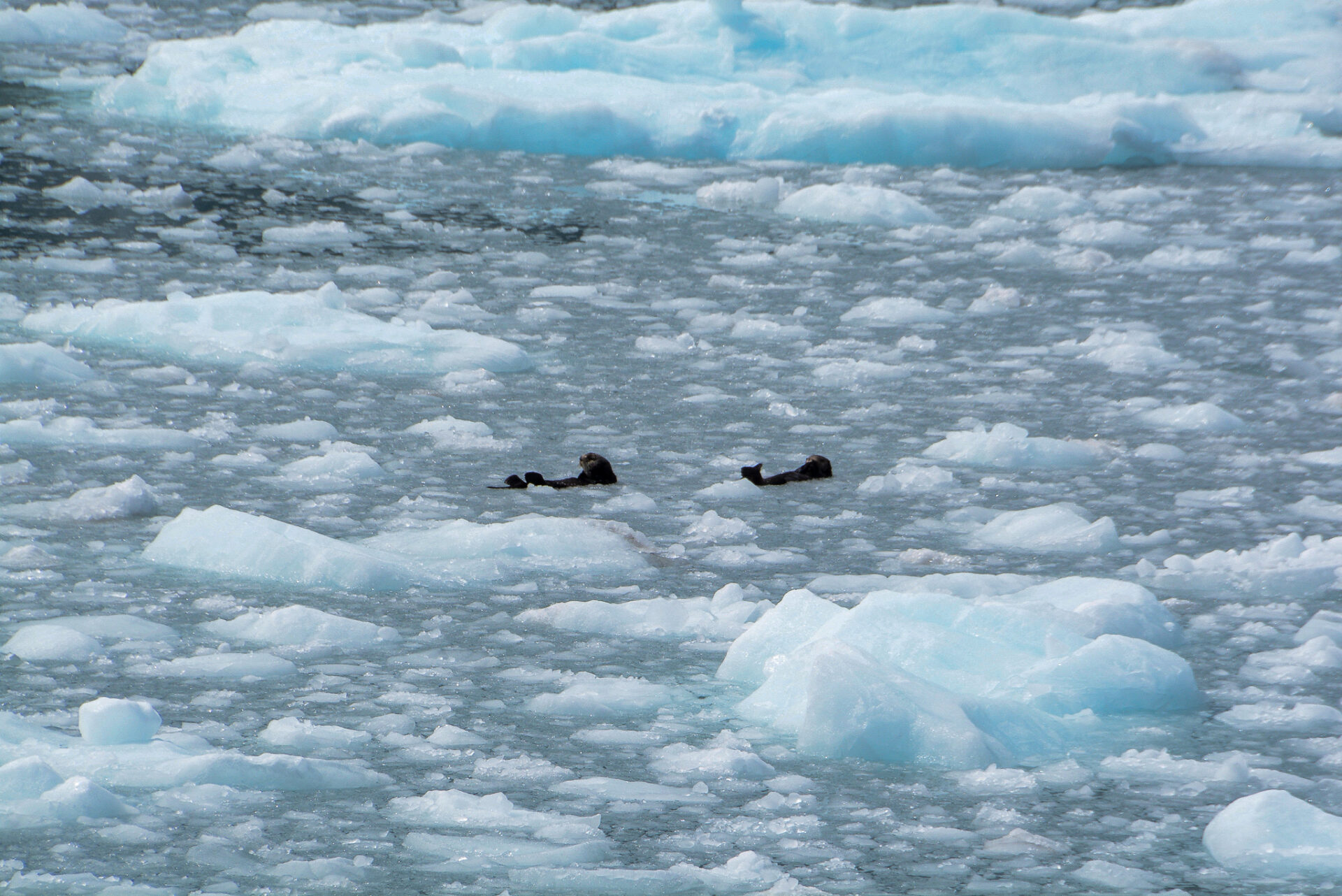 Otter schwimmen auf dem Rücken zwischen Eisbergen in Alaska 