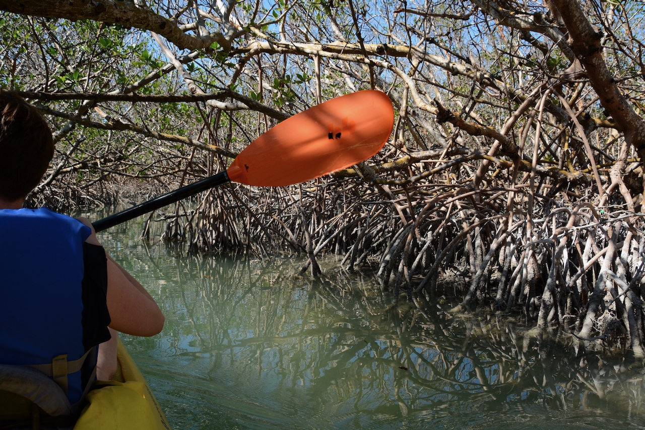 Frau paddelt in einem Kajak durch die Everglades in Florida 