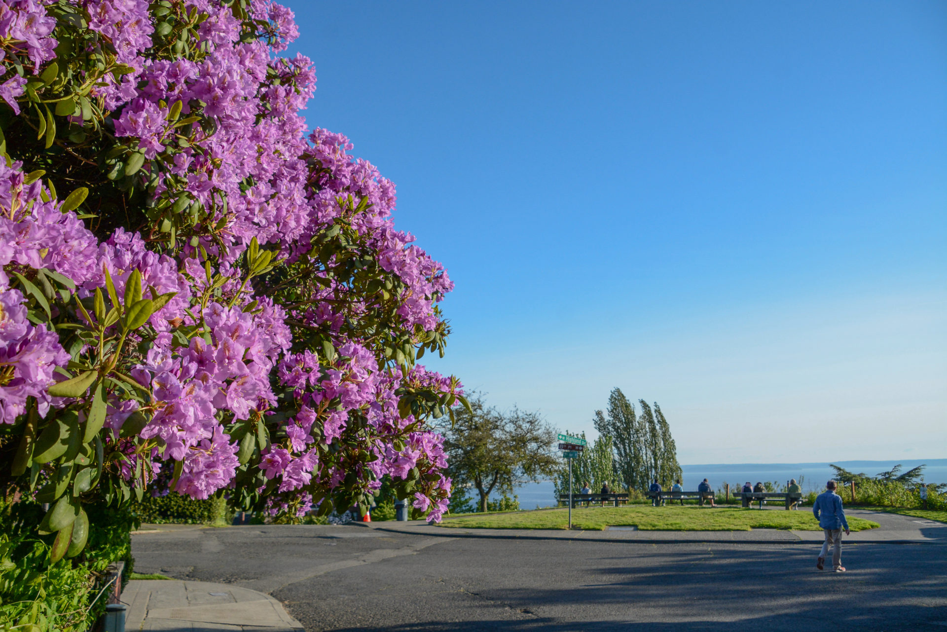 rhododendron-aussicht-queen-anne-seattle_foto-ralf-johnen Rhododendron mit Blick auf Seattle und Puget Sound im Viertel Queen Anne in Seattle
