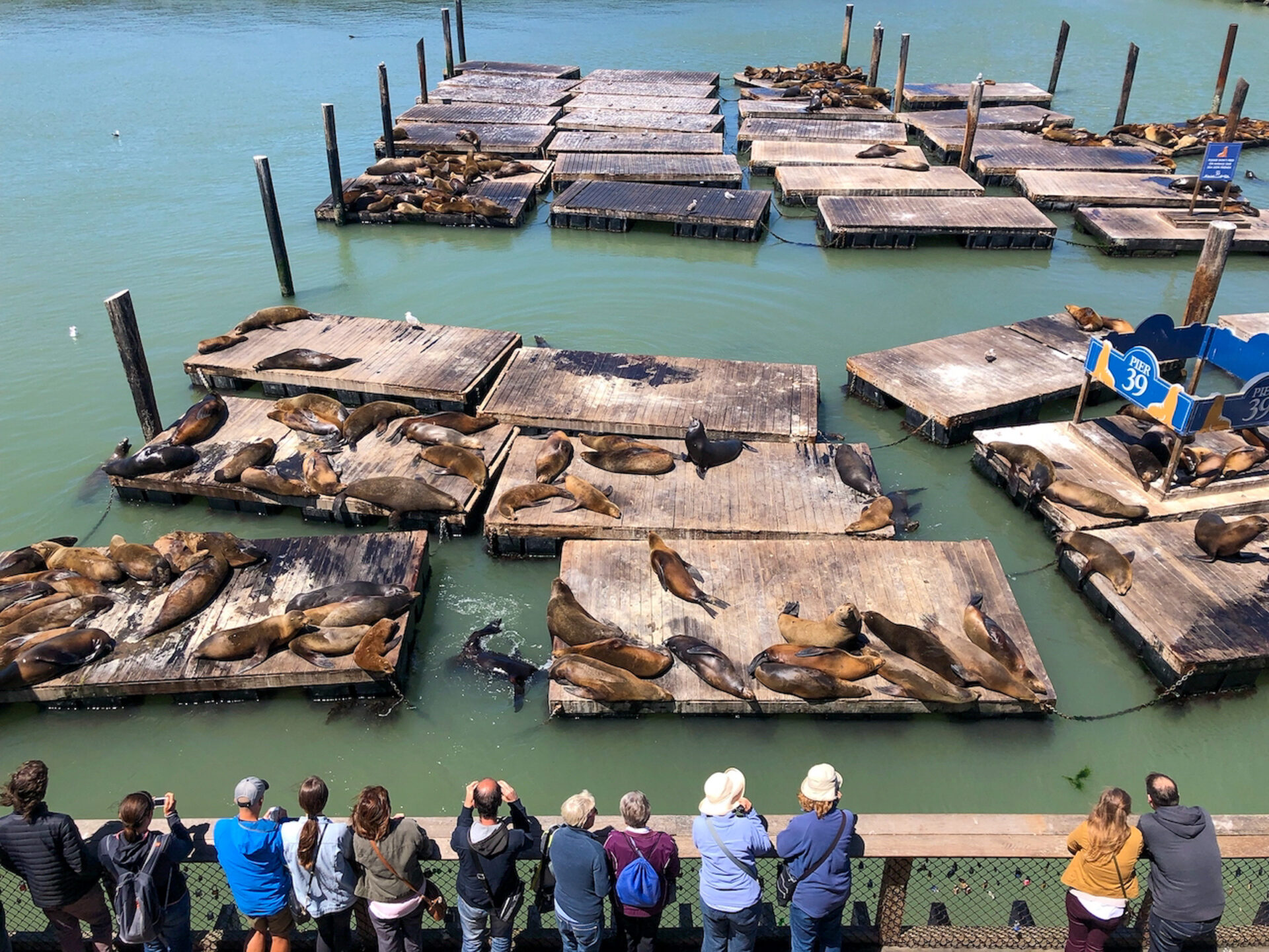 seeloewen-pier36-san-francisco_foto-ralf-johnen Seelöwen bei der Fisherman's Wharf in San Fransco mit staunenden Besuchern