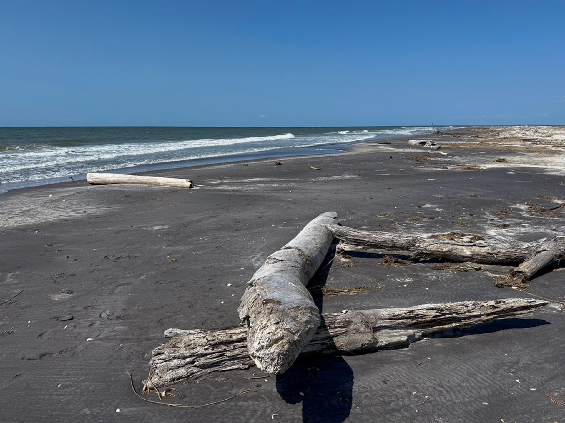 Totholz auf dem dunklen Sand von Ship Island, der seine Farbe natürlichen Titanvorkommen verdankt 