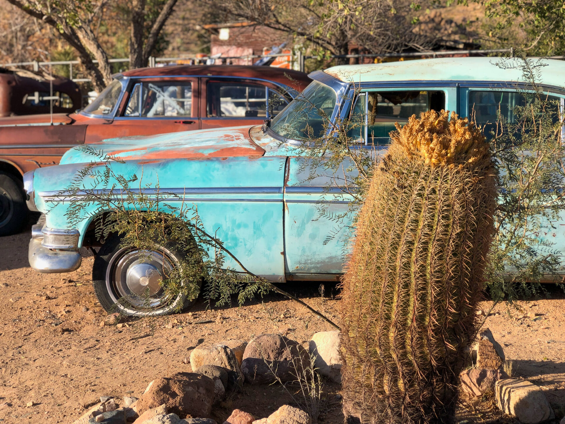 kaktus-oldtimer-hackberry-general-store_foto-ralf-johnen Autowrack mit Kaktus am Hackberry General Store in Arizona, einer Ikone der Route 66
