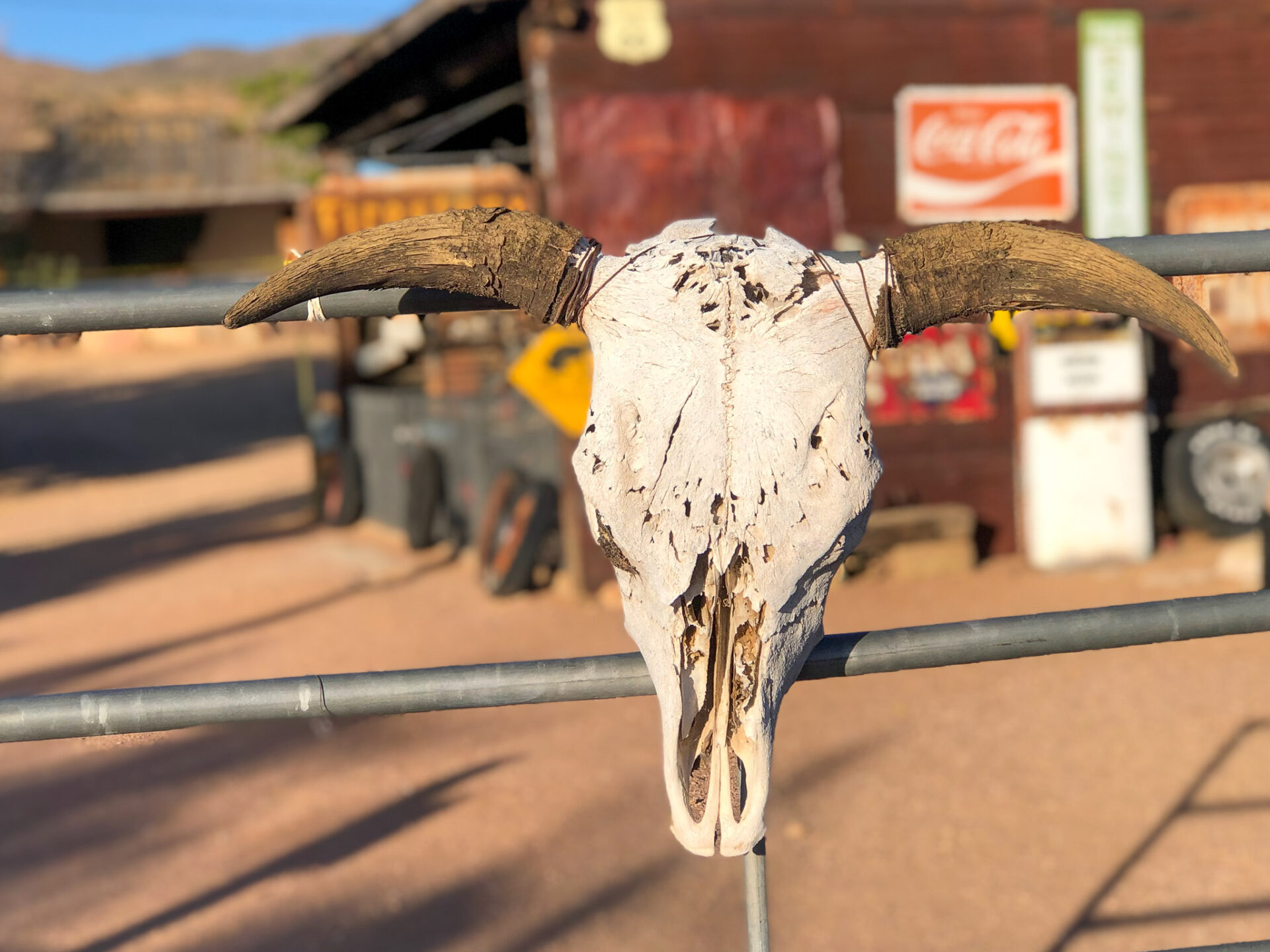 stierschaedel-hackberry-general-store_foto-ralf-johnen Stierkopf an einem Zaun am Hackberry General Store in Arizona an der Originaltrasse der Route 66