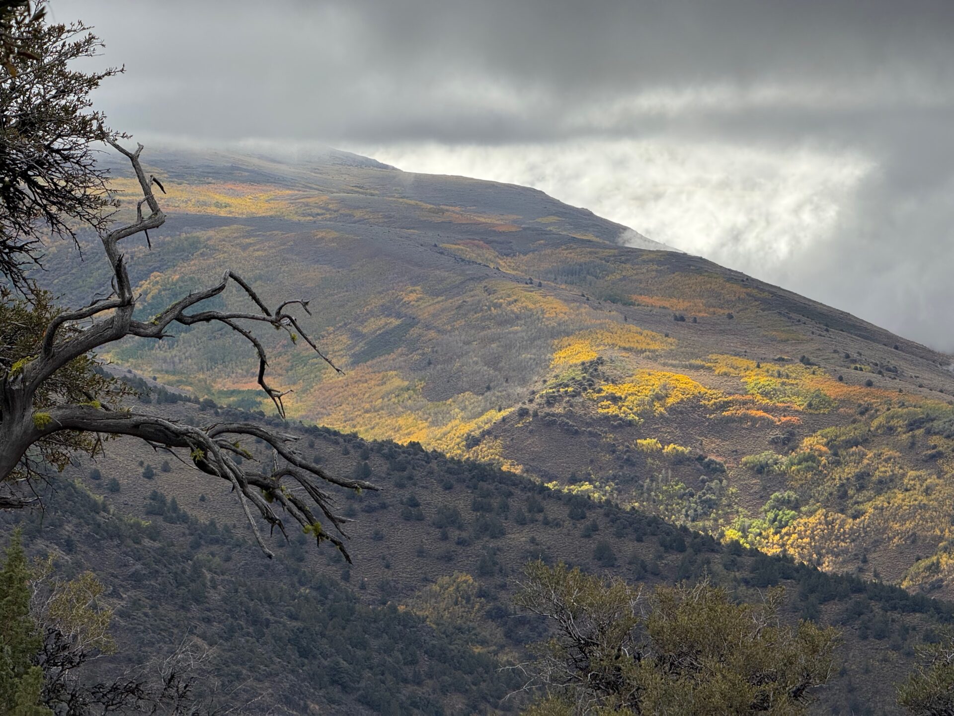 Knorriger Wacholder vor Herbstlaub an den Flanken des Steens Mountain in Oregons Outback
